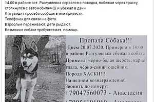 Фото: скриншот со страницы приюта "Дино" в ВКонтакте