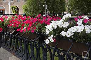 Одновременно в Волгограде обновляют и цветники. Фото: Сергей Желтов