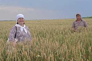 Посевы в Волгоградской области одолевает стеблевая ржавчина