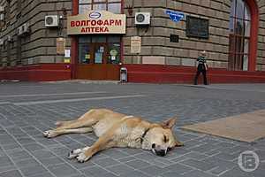 Фото: Дмитрий Рогулин / "Городские вести"