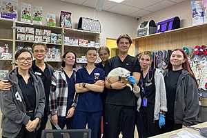 Фото предоставил приют для кошек "Домики"