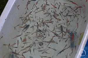 Фото: Дмитрий Рогулин / "Городские вести"