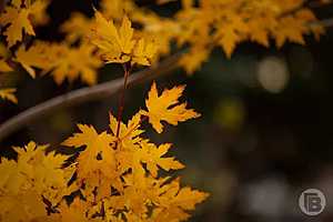 Фото: Дмитрий Рогулин / "Городские вести"