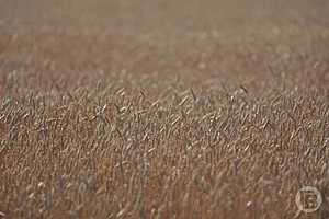 Фото: Дмитрий Рогулин / "Городские вести"