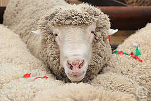 Фото: Дмитрий Рогулин / «Городские вести»