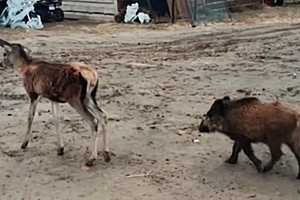 Скриншот: телеграм-канал Михаила Грачева