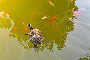 Фото: ЦПКиО