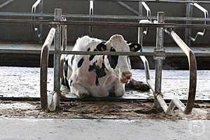 Фото: Дмитрий Рогулин / "Городские вести"