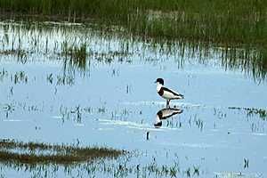 Фото: Центр общественных связей ООО «НИКОХИМ»