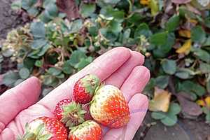 Фото предоставлено пабликом "Новоаннинский сегодня"