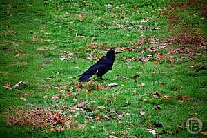 Фото: Дмитрий Рогулин/"Городские вести"