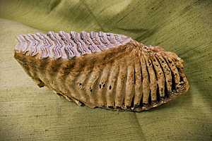 фото: облкомкультуры