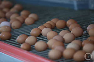 Фото: Дмитрий Рогулин / «Городские вести»