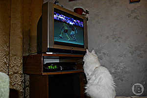 Фото: "Городские вести"