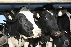 Фото: Дмитрий Рогулин / "Городские вести"