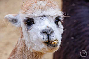 Фото: Дмитрий Рогулин / "Городские вести"