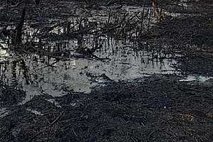 Фото: Нижне-Волжское управление Росприроднадзора