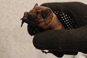 Фото: центр  реабилитации диких животных  "Птичий остров"