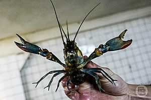 Фото: Дмитрий Рогулин / "Городские вести"