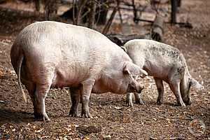 Фото: "Городские вести"