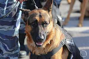 Фото: Дмитрий Рогулин / "Городские вести"