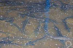 Фото: Дмитрий Рогулин / "Городские вести"