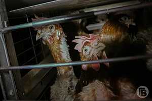 Фото: Дмитрий Рогулин / "Городские вести"