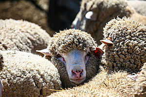 фото: Дмитрий Рогулин / "Городские вести"