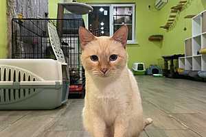 Фото: Волгоградский приют для кошек "Домик"