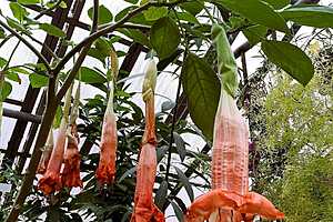 Фото Волгоградский областной ботсад