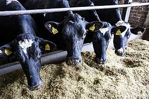 фото: Дмитрий Рогулин / "Городские вести"