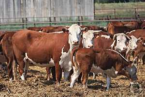 Фото: Дмитрий Рогулин / "Городские вести"
