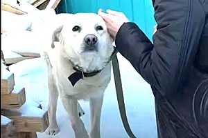 Скриншот видео приюта «Хвостатый дом»