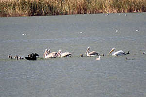 фото: облкомприроды