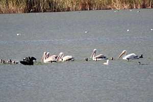 Фото: "Жесть. Волжский"