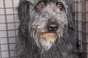 Скриншот: зооцентр "Лисена"