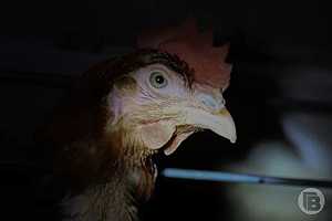 Фото: Дмитрий Рогулин / "Городские вести"