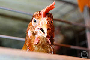 Фото: Дмитрий Рогулин / "Городские вести"