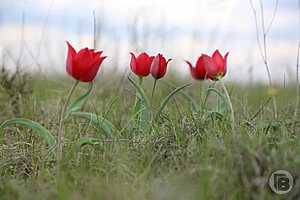 Фото: Дмитрий Рогулин / "Городские вести"