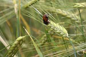 Фото: Дмитрий Рогулин / "Городские вести"