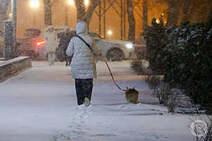 Фото: Дмитрий Рогулин / "Городские вести"