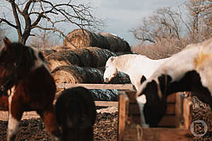 Фото: Данил Савченко / "Городские вести"