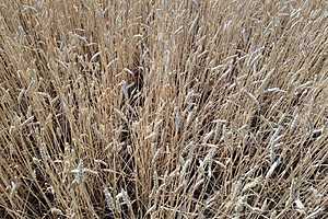 Фото: Дмитрий Рогулин / "Городские вести"