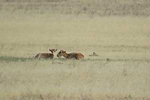 Фото: природный парк "Эльтонский"