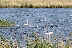 Фото: Центр общественных связей ООО «НИКОХИМ»