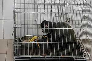 Фото: Дмитрий Рогулин / "Городские вести"