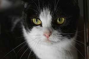 Фото: приют для кошек "Домик"