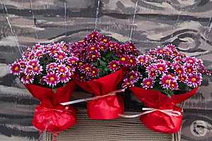 Фото: Дмитрий Рогулин / "Городские вести"