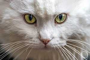 Фото: Павел Мирошкин / "Городские вести"