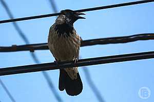 Фото: Дмитрий Рогулин / "Городские вести"